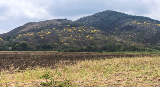 cerro La Vieja