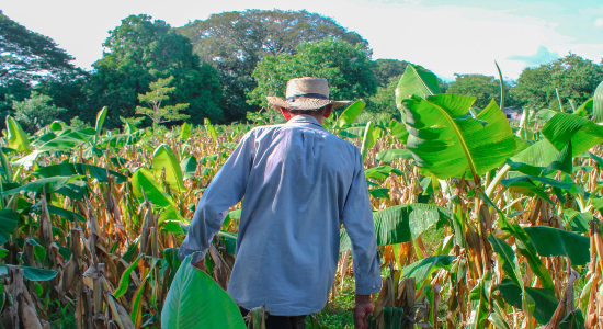 Campesino